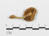 杯傘屬藏品圖，第1張