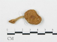 杯傘屬藏品圖，第3張