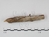 冇骨消絲齒菌藏品圖，第3張