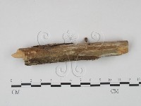 冇骨消絲齒菌藏品圖，第4張