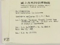 剛毛絲皮菌藏品圖，第2張