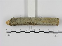 剛毛絲皮菌藏品圖，第1張