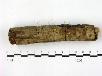 刺皮菌屬藏品圖，第1張
