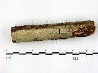 刺皮菌屬藏品圖，第3張