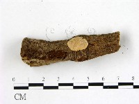 刺皮菌屬藏品圖，第1張