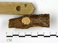 刺皮菌屬藏品圖，第3張
