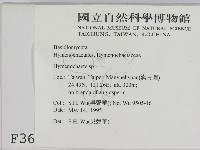 刺革菌屬藏品圖，第2張