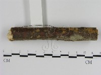 刺革菌屬藏品圖，第1張