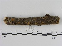刺革菌屬藏品圖，第3張