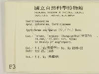 剛毛絲皮菌藏品圖，第2張