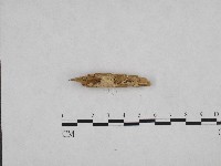 登錄號:F0003608藏品圖，第1張