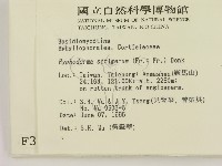 剛毛絲皮菌藏品圖，第2張