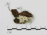 剛毛絲皮菌藏品圖，第1張