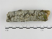 傑克菌屬藏品圖，第1張