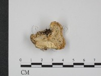 登錄號:F0003621藏品圖，第1張
