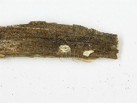 登錄號:F0003624藏品圖，第5張