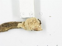 登錄號:F0003625藏品圖，第6張