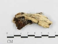 登錄號:F0003626藏品圖，第3張