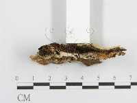 登錄號:F0003626藏品圖，第5張