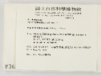 冇骨消絲齒菌藏品圖，第2張
