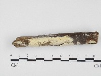 冇骨消絲齒菌藏品圖，第1張