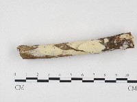 冇骨消絲齒菌藏品圖，第3張