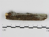 登錄號:F0003631藏品圖，第3張