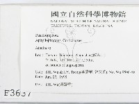 阿太菌屬藏品圖，第2張