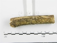 阿太菌屬藏品圖，第3張