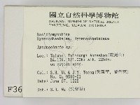 刺革菌屬藏品圖，第2張