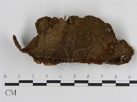 刺革菌屬藏品圖，第3張