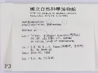 韌革菌屬藏品圖，第2張