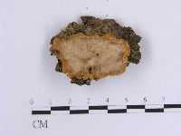 韌革菌屬藏品圖，第1張