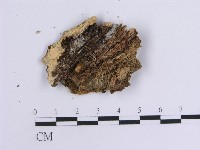 韌革菌屬藏品圖，第3張