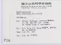 韌革菌屬藏品圖，第2張