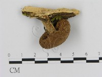 登錄號:F0003643藏品圖，第1張