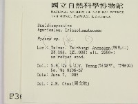 小菇屬藏品圖，第2張