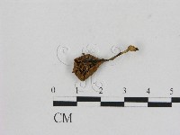 小菇屬藏品圖，第3張