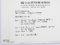 微皮傘屬藏品圖，第2張