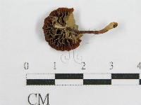 微皮傘屬藏品圖，第3張