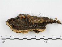 登錄號:F0003647藏品圖，第1張