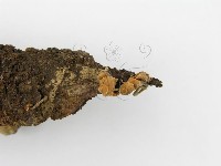 登錄號:F0003647藏品圖，第5張