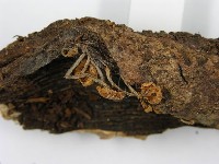 登錄號:F0003647藏品圖，第6張