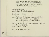 小菇屬藏品圖，第2張