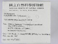 剛毛絲皮菌藏品圖，第2張