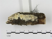 剛毛絲皮菌藏品圖，第3張