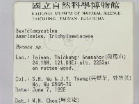 小菇屬藏品圖，第2張