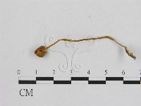 小菇屬藏品圖，第3張