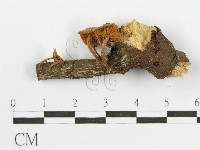 登錄號:F0003656藏品圖，第1張