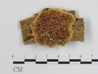 登錄號:F0003657藏品圖，第1張